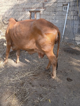 ગાય વેચવાની છે