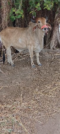 વેચવાનો છે