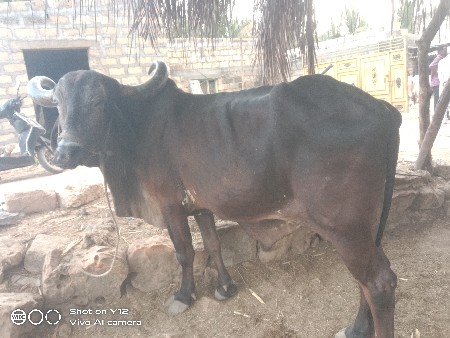 એક બડદ વેશવાનો