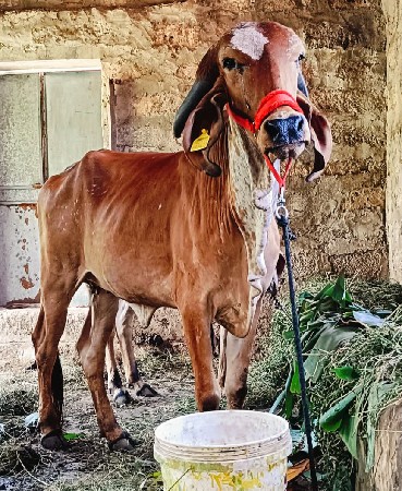 ગીર વાછડી વેચવાની છે