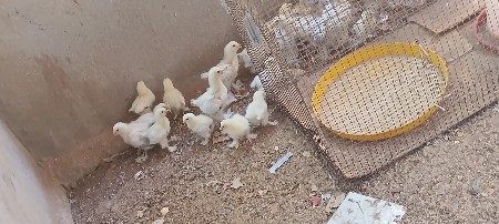 બ્રાહ્મા મરઘીના બચ્ચા વેચવાના છે