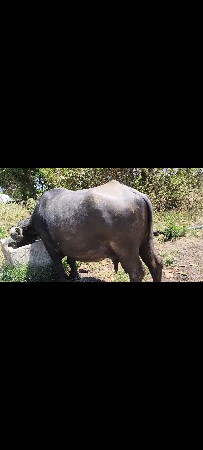 ભેંસ વેસવાની છે