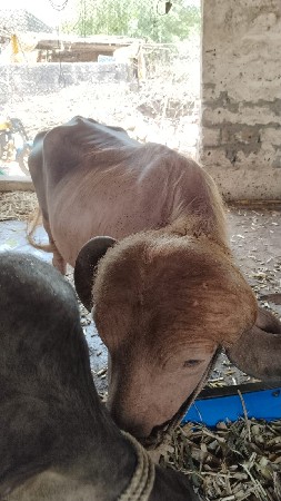 આ ખડેલિ. વેચવાનિછે
