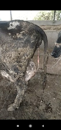 જરશી  એચ એફ