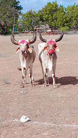 ફુલ જવાબદારી વેચવાના છે મારવા બેસવા