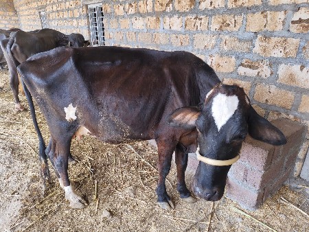 2 લીટર દુધ છે