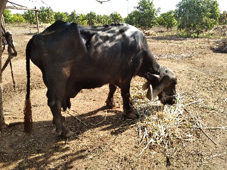 ભેસ વેચવાની છે