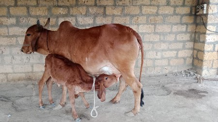 ગાય વેચવાની છે