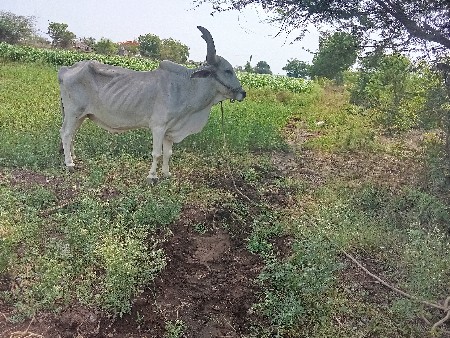 સાથી ગાડે બધી માં ચાલુ મારવા બેસવા