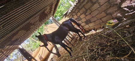 ઘોડી દેવા ની છે ભાઈ