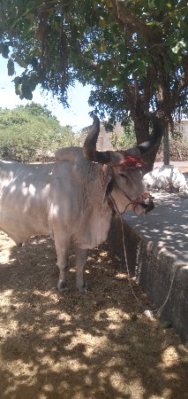 ₹20,000 કિંમત