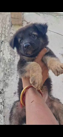 🐶