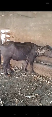 ખડેલી વેચવાની છે