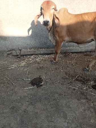 ગીર હોટકી