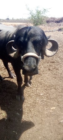 પાડો વેસવા નો સે