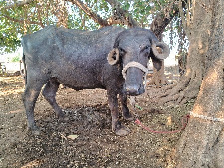 ખડાય વેચવા ની છે.