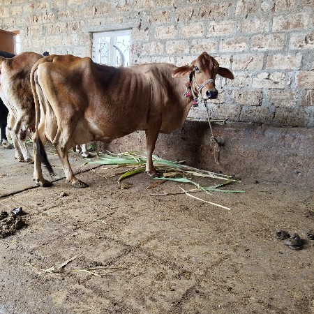 HF ગિર ક્રોસ