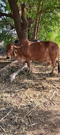 ગાય વેચવાની છે