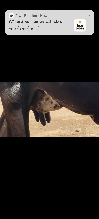 એક જર્સી ગાય વેચવાની છે