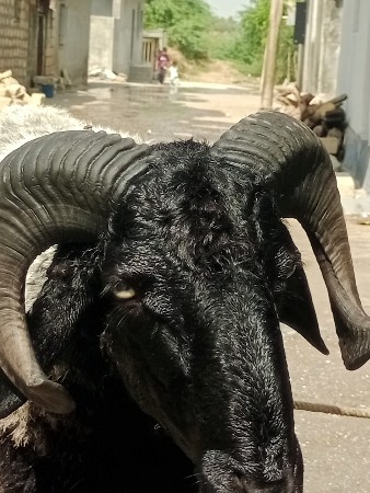 GATO..VACVA.NO..SA..