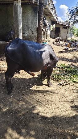 બે ભેંસ વેચવાની છે