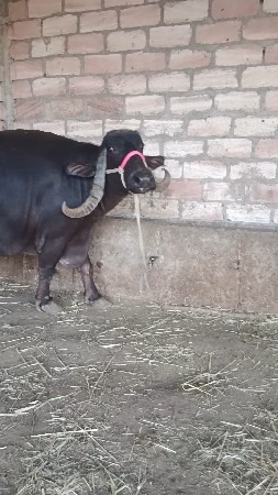 આ ભેંસ વેચવાની છે