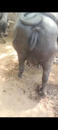 ભેંસ વેચવાની છે