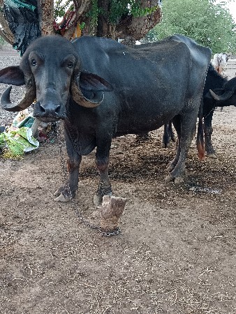 પેલ વેતરી  ખડેલી વેચવાની છે