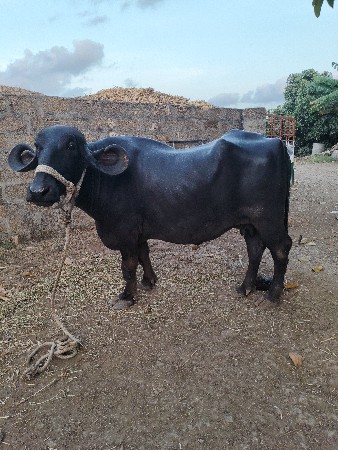 વેચવા ની છે
