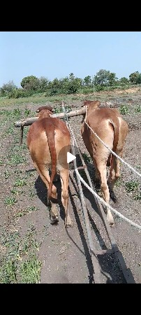 ગોધલાવેશવાનાછે