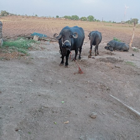 ભેંસ વેચવાની છે