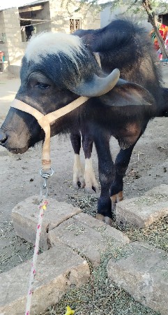 ભગરો પાડો વેચવાનો સે