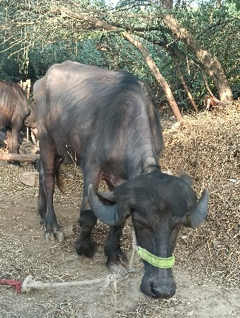 ખડેલી વેચવાની છે