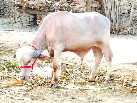 pado