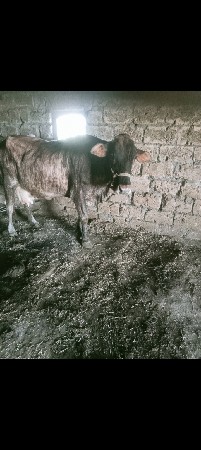 ગાય