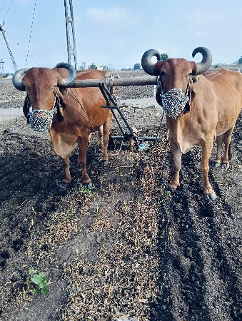 બળદ વેચવાના છે