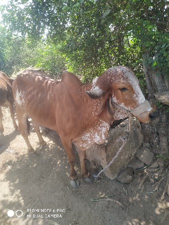 કાબરી હોડકી વેચવાની છે