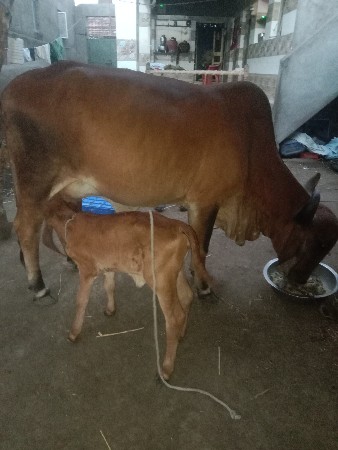 ગાય