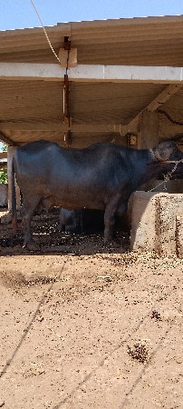 ભેંસ વેચવાની છે
