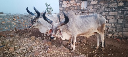 balad 5 mi dhar na se