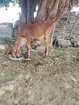 વાછરડો