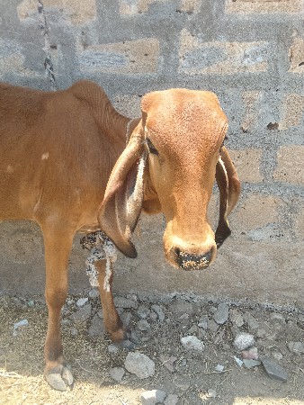 વાસળી વેચવાની છે