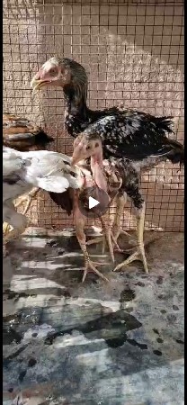 asil ni pathi