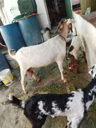 બકરી પતિરી દોઢ લિટર દૂધ