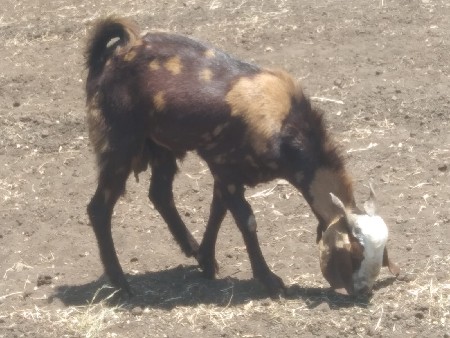 માળીયાહાટી