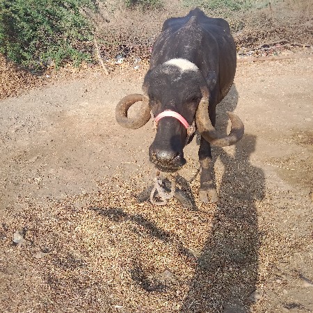 ભેસ વેચવાની છે