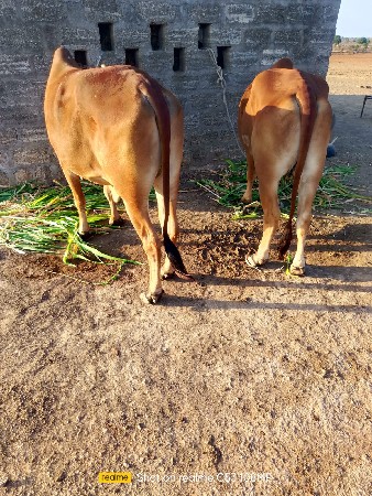 વેચવાના છે