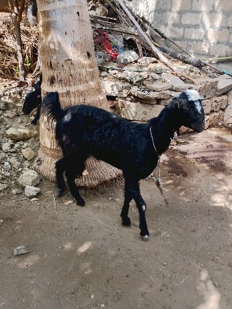 બકરી વેચવાની છે.