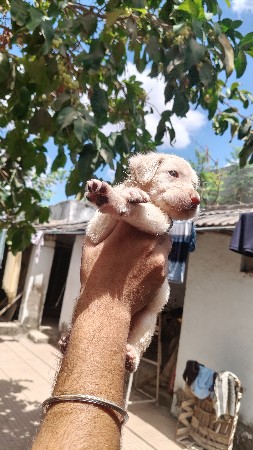 લેબ્રા ડોગ ગલુડિયું વેચવાનું છે