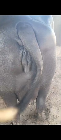 બીજી વેતર વિયસે ભેસ વેચવાની કિમત
